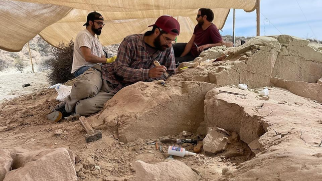 El Conicet transmitirá en vivo desde Río Negro el trabajo de paleontólogos en la búsqueda de fósiles de dinosaurios.