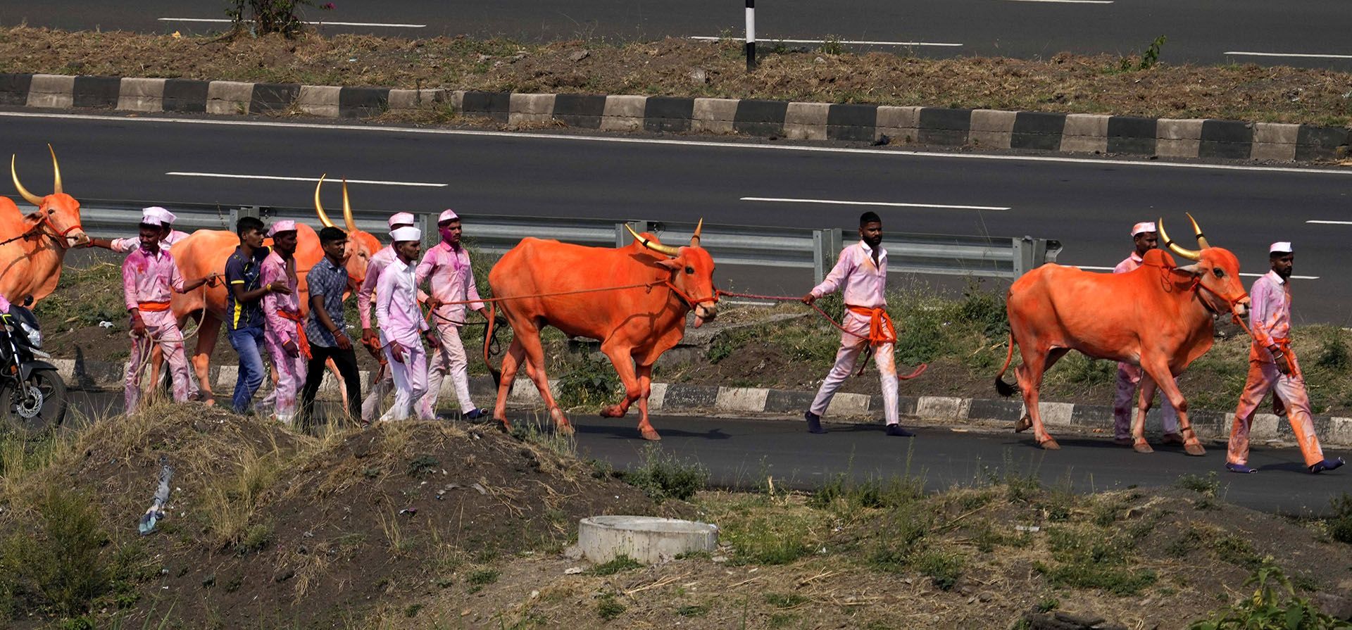 Devotos con sus bueyes de colores brillantes llegan para participar en el festival Bagad Rath Yatra en la aldea de Surur en el distrito de Satara de Maharashtra, India. El festival que atrae a miles de visitantes se destaca por los devotos que permanecen en el templo y ayunan durante cinco días antes de colgarse del gancho más alto del carro en agradecimiento por el cumplimiento de los deseos. (Foto AP/Rajanish Kakade)