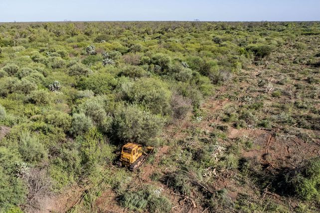 Una topadora desmonta bosques nativos a 30 kilómetros de la localidad de Miraflores, en Chaco.