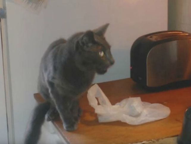 Gato aterrado por una tostadora se viraliza en internet