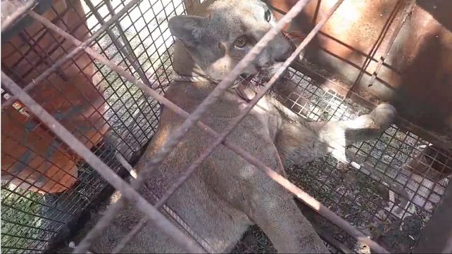 Vecino de Santa Elena halló un puma en el fondo de su casa
