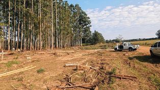 Trabajador forestal murió aplastado por un eucalipto