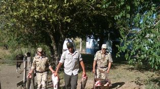 En Victoria decomisaron 250 kilos de pescado y los prendieron fuego