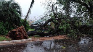 Importantes daños dejó el temporal que pasó por Concordia, donde se interrumpió el suministro eléctrico y hubo caída de árboles.