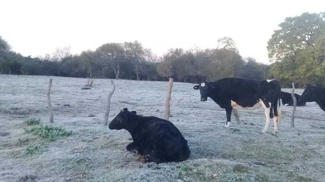Imágenes de la helada de este viernes en el paraje La Balsa de Villa Urquiza