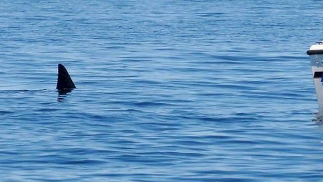 El tiburón es de una especie inofensiva.