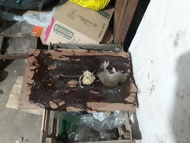 Un ratón entre la comida.&nbsp;