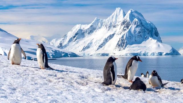 Contar pingüinos en la Antártida: ofrecen hasta 2.500 euros