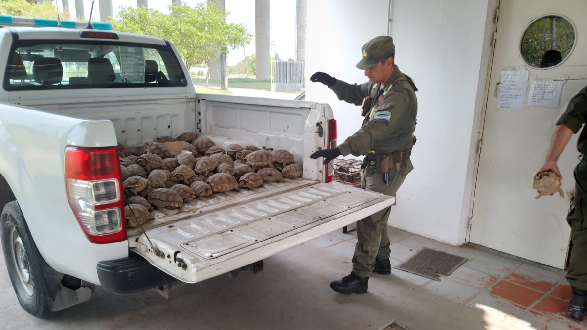 Aumentan las sanciones económicas por delitos contra la fauna en Santa Fe