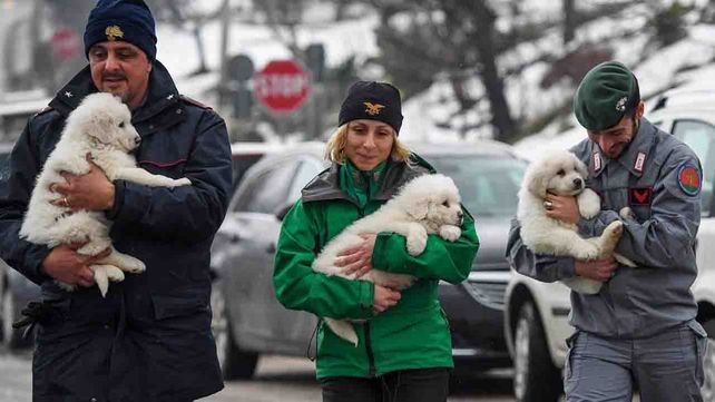Rescataron a tres cachorros del hotel de Italia sepultado por un alud de nieve