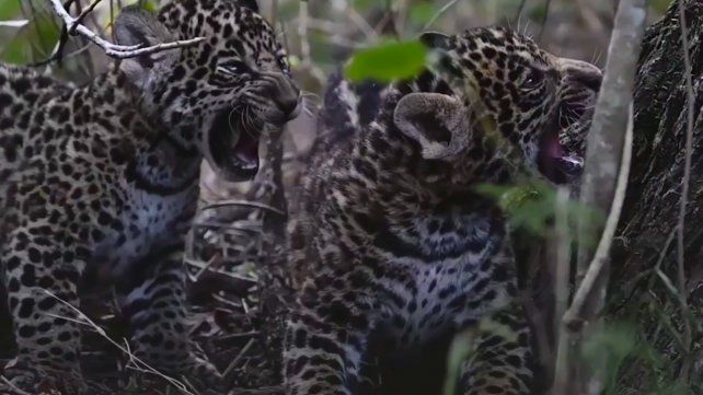 Nacieron en El Impenetrable chaqueño otros dos cachorros de yaguaretés