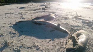 Hallaron unas 70 ballenas muertas en sur chileno