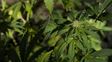 tenia 23 plantas de marihuana, lo procesaron y alego que no se determino la capacitad toxica