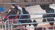 Ganadería de precisión en sistemas de base pastoril