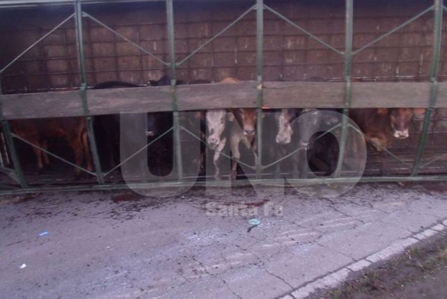 Volcó un camión con vacunos en el acceso norte a Gálvez