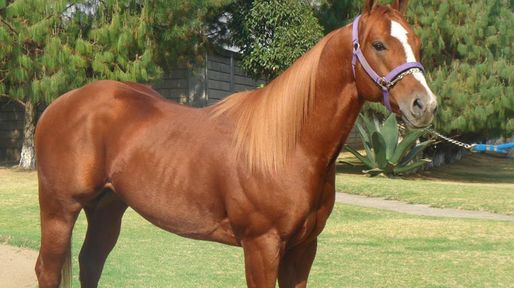 Nuevos microchips reemplazarán a las marcas de hierro en los caballos