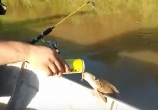 Video inaudito: pescador le da cerveza a un pez