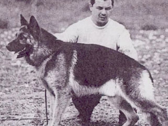 Día Mundial del Perro: una fecha para mimar al amigo más fiel