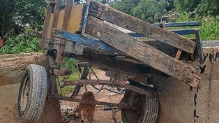 Lesiones graves: carro con caballo desbocado chocó a un niño en bicicleta