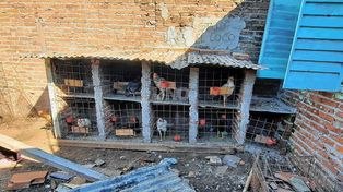 Encontraron 25 gallos en estados deplorables&nbsp;
