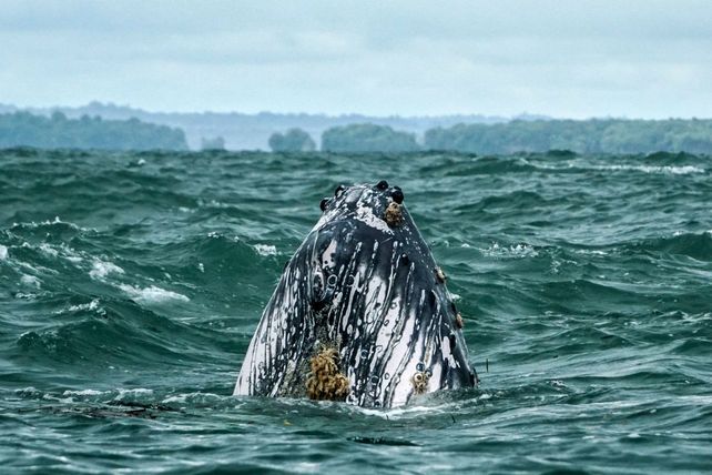 Imponente. Una ballena jorobada del Pacífico frente a las costas de Colombia.