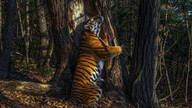 Imágenes que reflejan la maravillosa vida silvestre