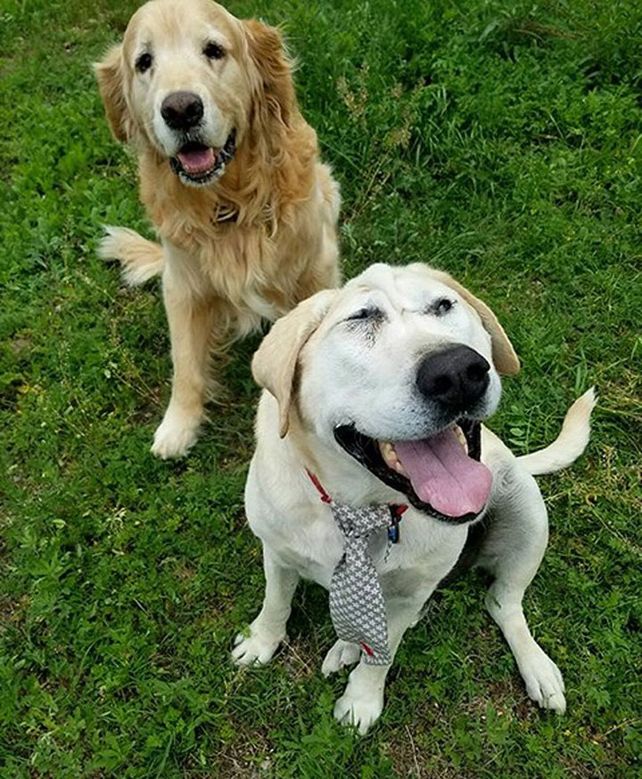 Perro labrador nació con deformidad facial, pero es totalmente adorable
