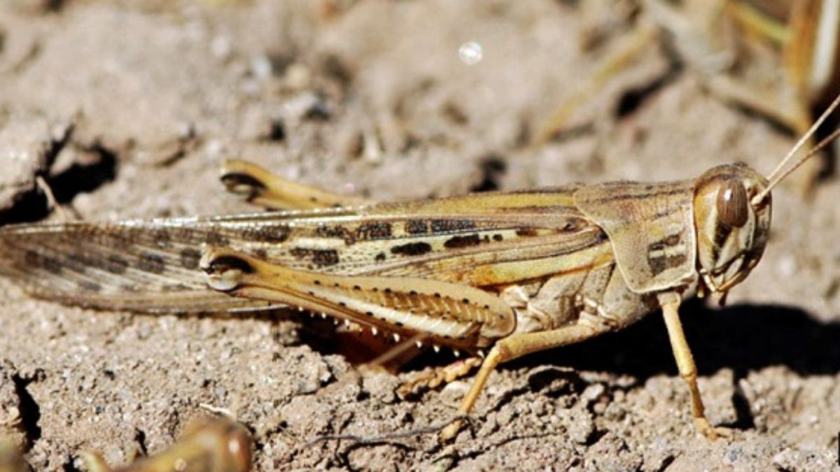 El Senasa declara una alerta fitosanitaria por plaga de langostas en el ...