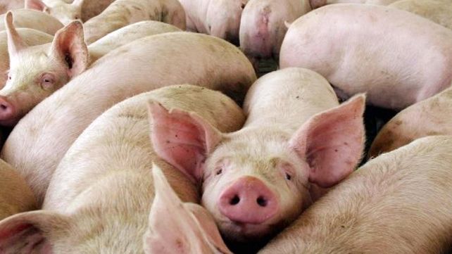 La triquinosis es una enfermedad zoonótica que se transmite del animal al hombre. En Argentina se produce más comúnmente en cerdos domésticos.