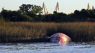 Una ballena de 14 metros de largo apareci&oacute; muerta en las costas de Ensenada
