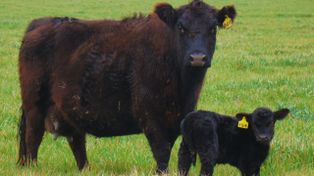 La nutrición de la vaca puede definir el futuro productivo del ternero