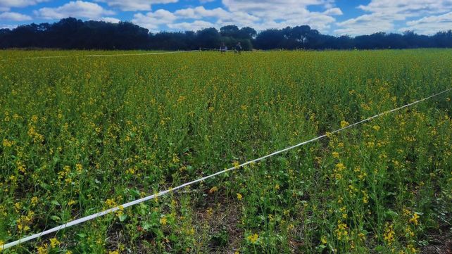 El Inta Famaillá evalúa materiales con propiedades biofumigantes para reducir patógenos y aportar materia orgánica.&nbsp;
