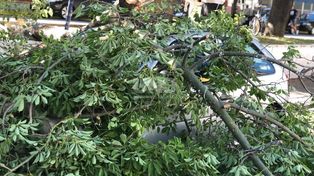 Las ramas de un árbol aplastaron un auto frente a la Terminal de Ómnibus