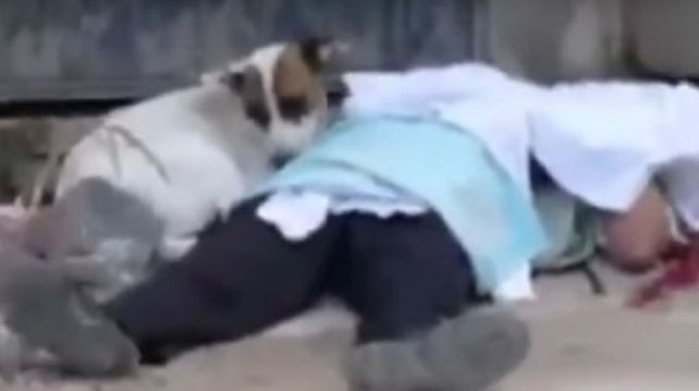 Balearon a un hombre, murió y su perro se quedó junto a él