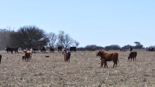 Sequía. Ante la escasez generalizada de recursos forrajeros, la forma de minimizar la mortandad de animales es anticipar los destetes, impacto que se podría estimar en unos 20 a 30 kilos menos por ternero logrado.