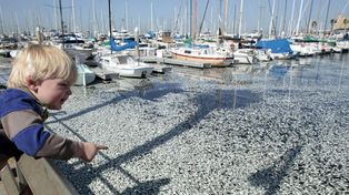 Millones de peces aparecieron muertos en los muelles del sur de California