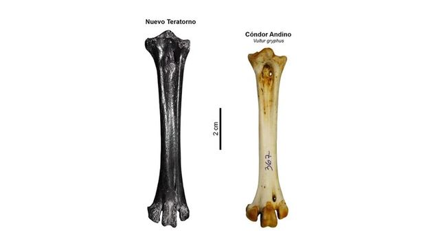 Descubrieron en el país los fósiles de las aves voladoras más gigantescas de todos los tiempos