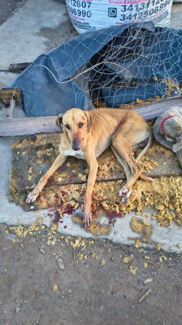El perro fue atendido en una clínica veterinaria tras el operativo en Hollywood al 3800.