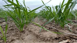 El frío y la falta de agua ponen en jaque al cultivo de trigo.