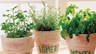 Cómo armar una huerta aromática en casa