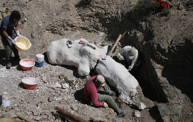 Paleontólogos patagónicos encontraron un esqueleto completo en el cerro Cóndor.