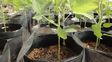 de la mano del inta, evaluan nueva tecnologia de biofertilizacion