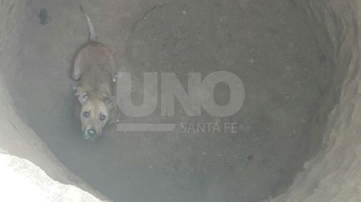 Imperdible video: así rescataron a un perro de un profundo pozo en el norte de la ciudad