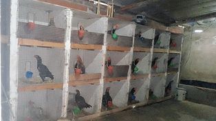 Mientras realizaban dos allanamientos por una amenaza se encontraron con 20 gallos de riña y más de $1 millón