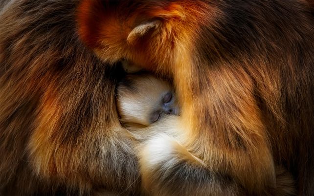 Abrazo de mono. Photo by Zhang Qiang, China