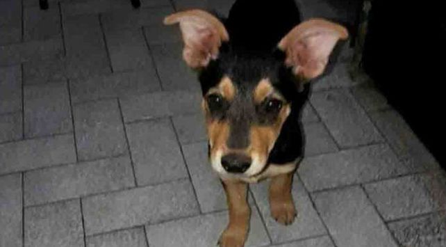 Mató a una perrita y lo embargaron por $300.000