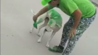 Un grupo de militantes pintó a un perro del color de su candidato