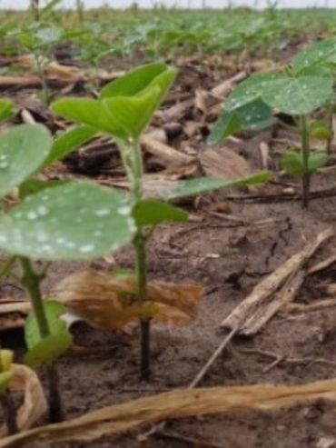El agro mira al Pacífico: esperan un Niño fuerte que impulse la próxima campaña