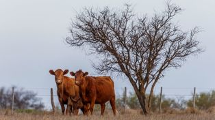 La Asociación Argentina de Angus donará los árboles para la primera plantación que surja de los primeros terneros Angus de este año.