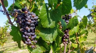La finca Don Esteban, marca heredera de una tradición iniciada por Davide Caserza y María Magdalena Traverso.